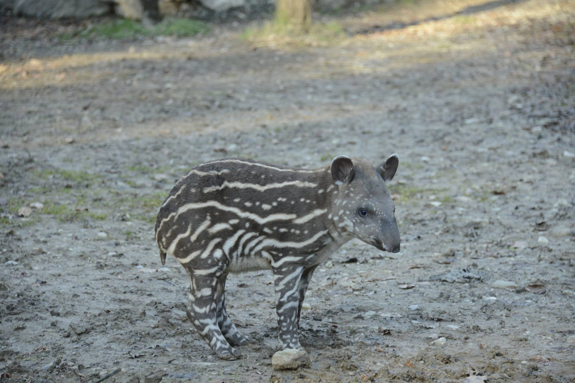 alba-tapiro-cucciolo-1.jpg