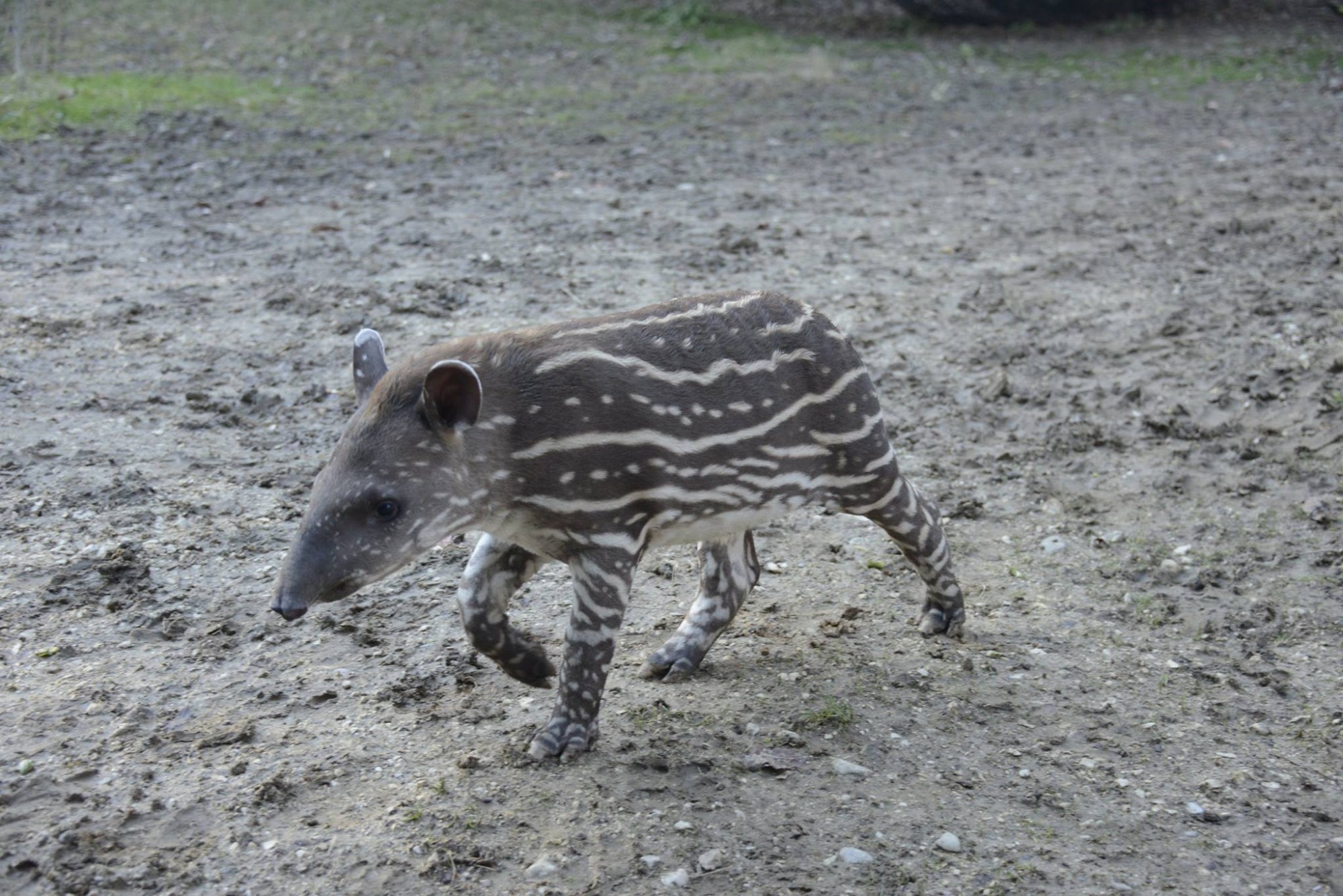 alba-tapiro-cucciolo-12.jpg