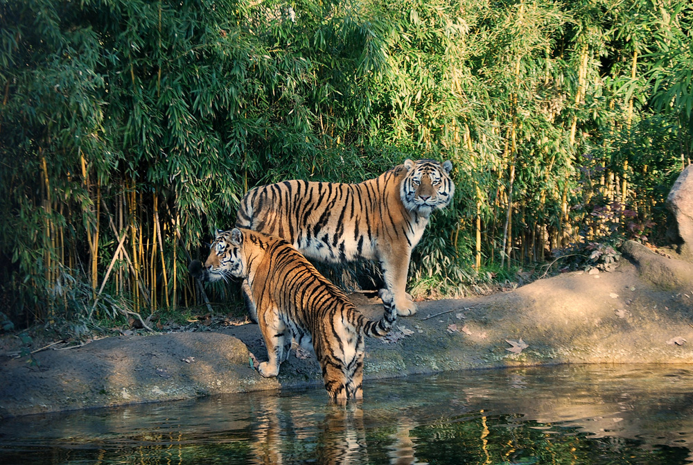 amka-e-luva-tigri-dellamur-al-parco-natura-viva.jpg