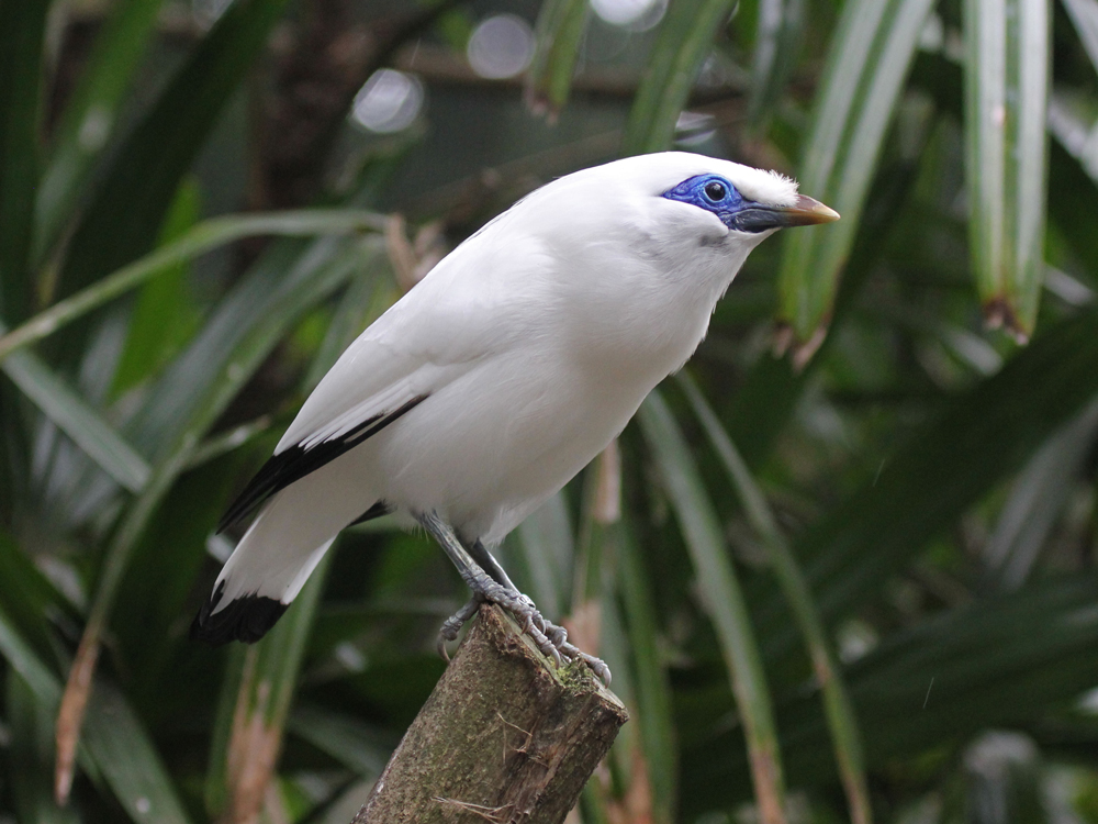 bali-starling-eaza-silent-forest-campaign-info-pack.jpg