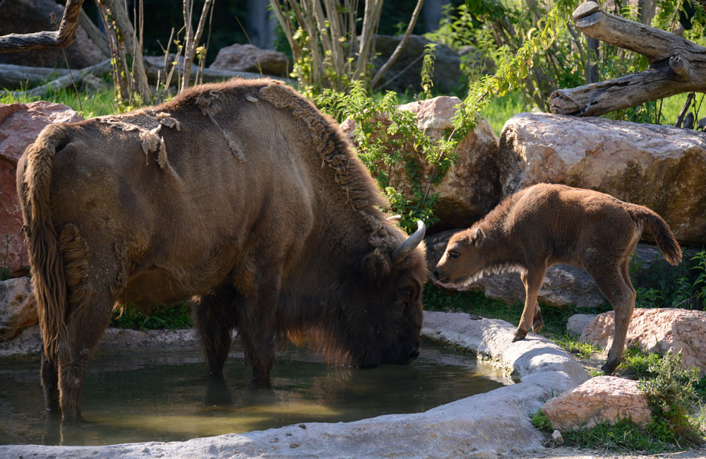 bisonte-europeo-32-cucciolo-athena-atena-lavinia.jpg