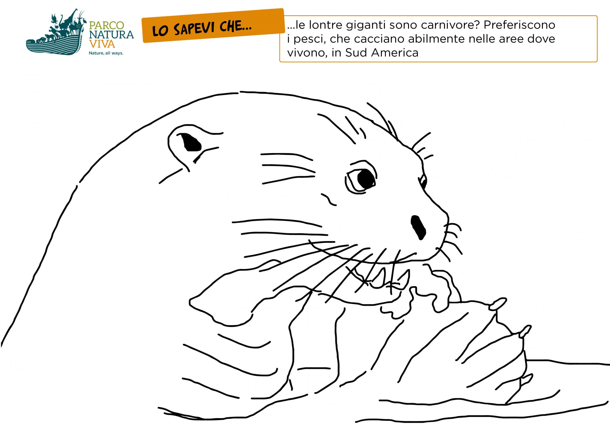 disegno-lontra-cibo.jpg