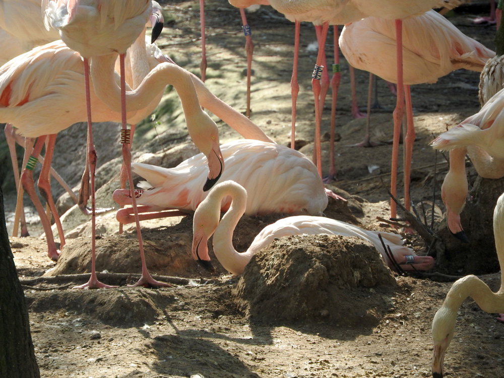 flamingo-7423.jpg