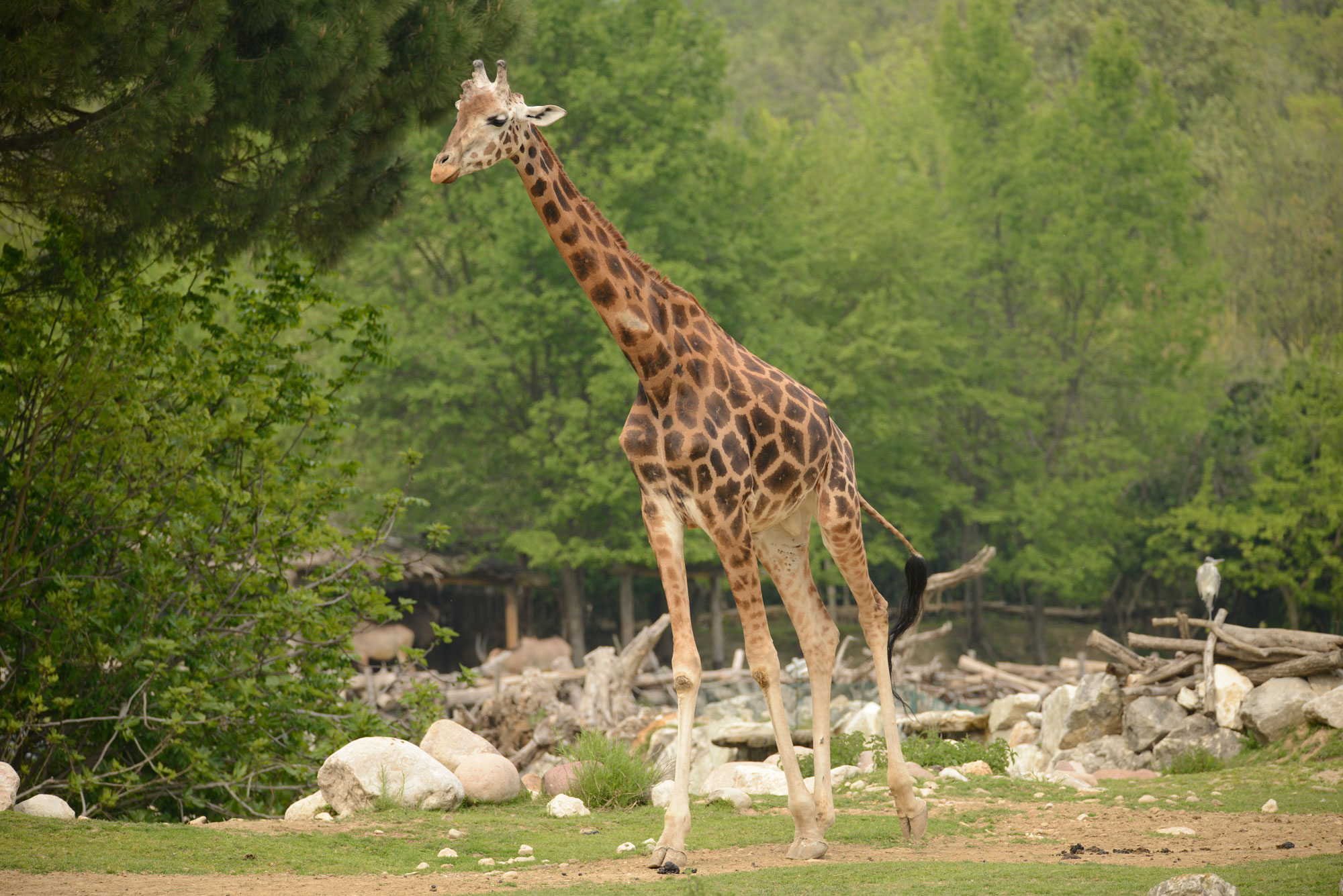 giraffa-1-2.jpg