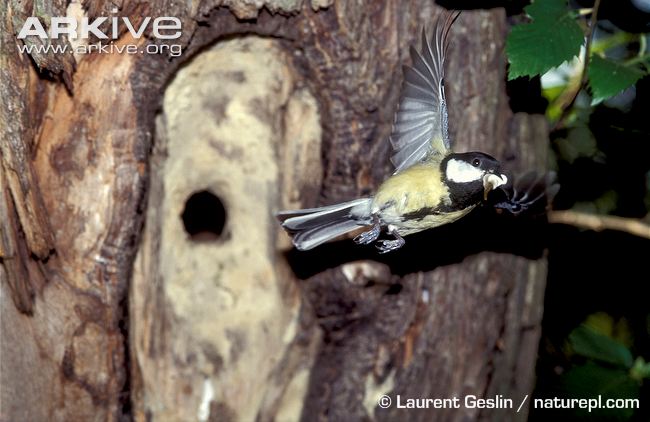 great-tit-carrying-faecal-sac-away-from-nest.jpg