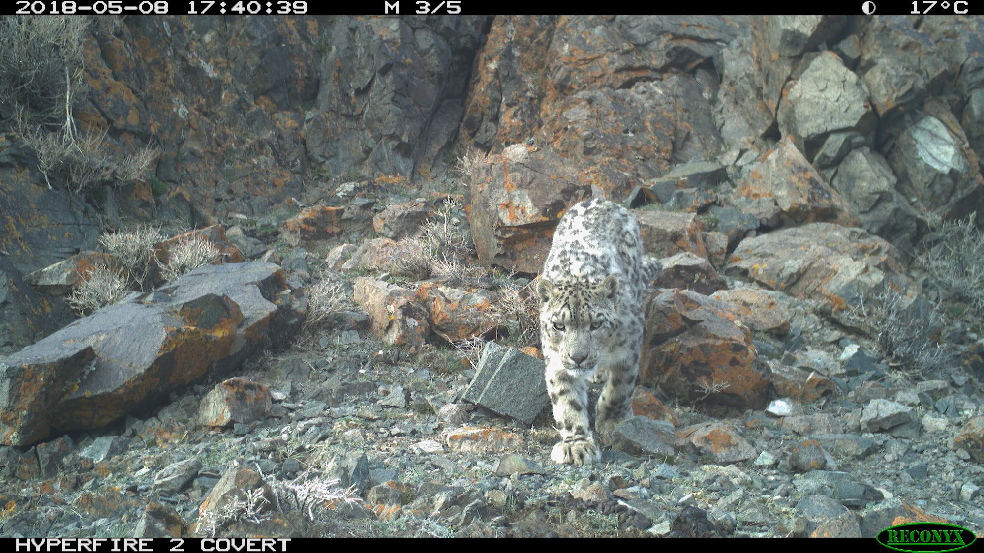 immagine-del-leopardo-delle-nevi-scattata-dalla-fototrappola-francesco-rovero.jpg