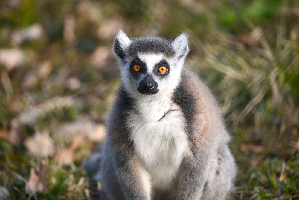 lemure-catta-parco-natura-viva-convegno-ricerca-verona-re-julien.jpeg