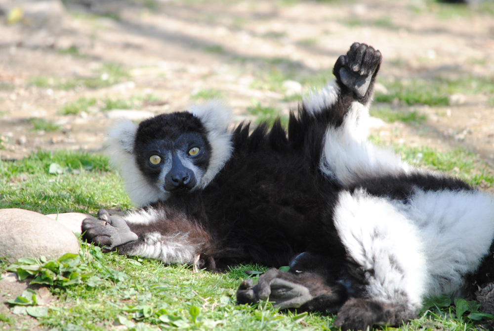lemure-del-gruppo-3.jpg