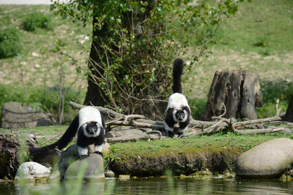 lemuri-del-gruppo.jpg