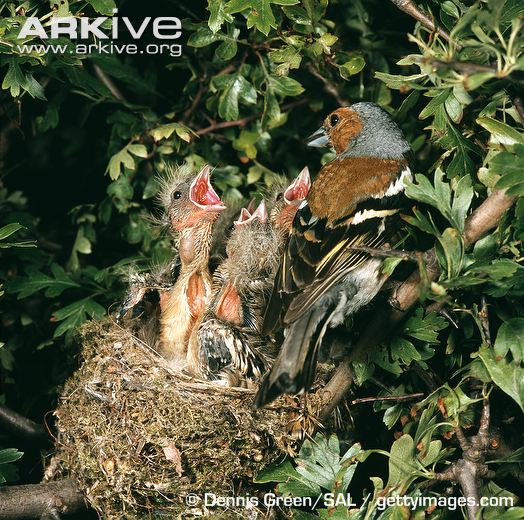 male-chaffinch-at-nest-with-chicks.jpg