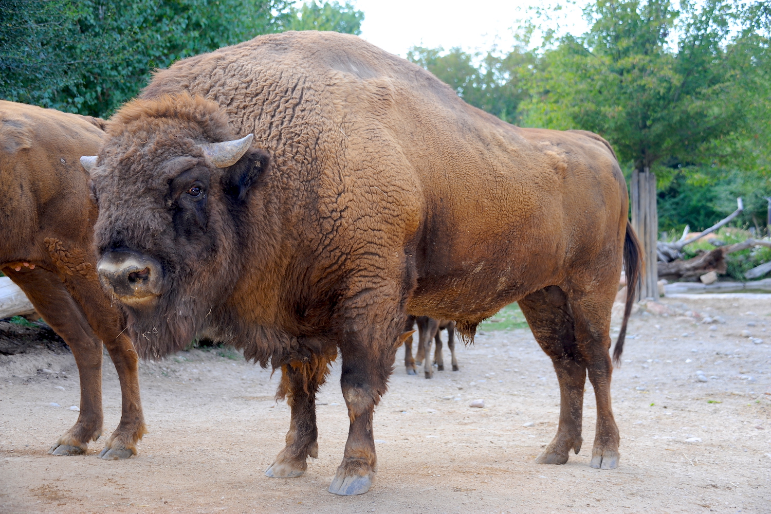 Bisonte - Objetivo naturaleza - Bisonte americano (Bison bison