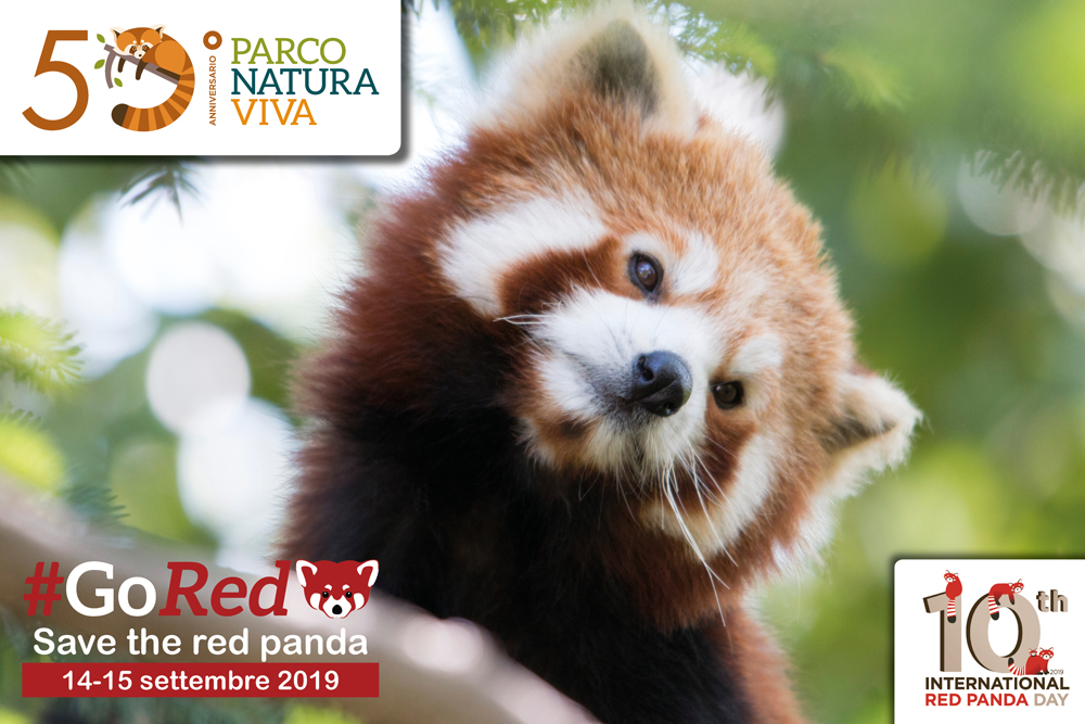 red-panda-day-cartolina-2019-2.jpg