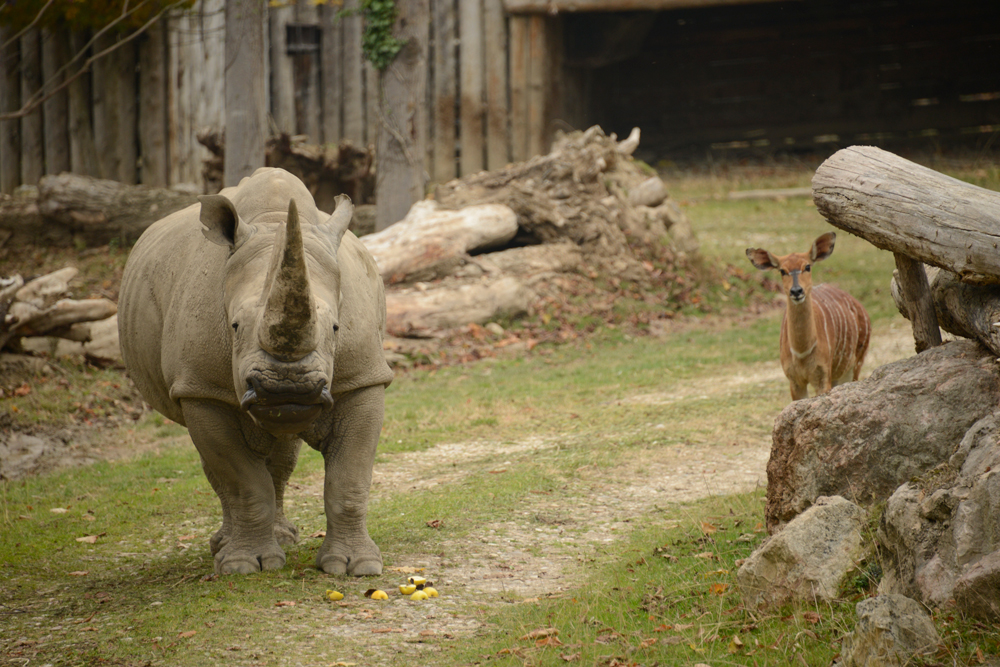 rinoceronte-22092020.