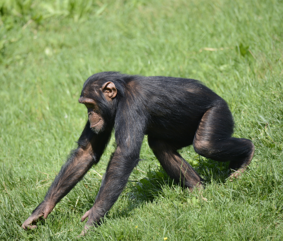 scimpanze-14072020-7.