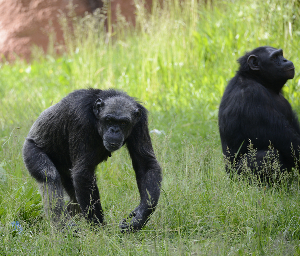 scimpanze-14072020-8.