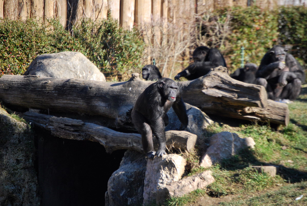 scimpanze-16072019-3.jpg