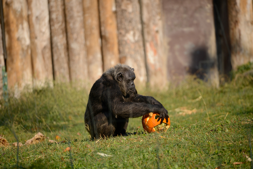 scimpanze-halloween-4-2018.jpg