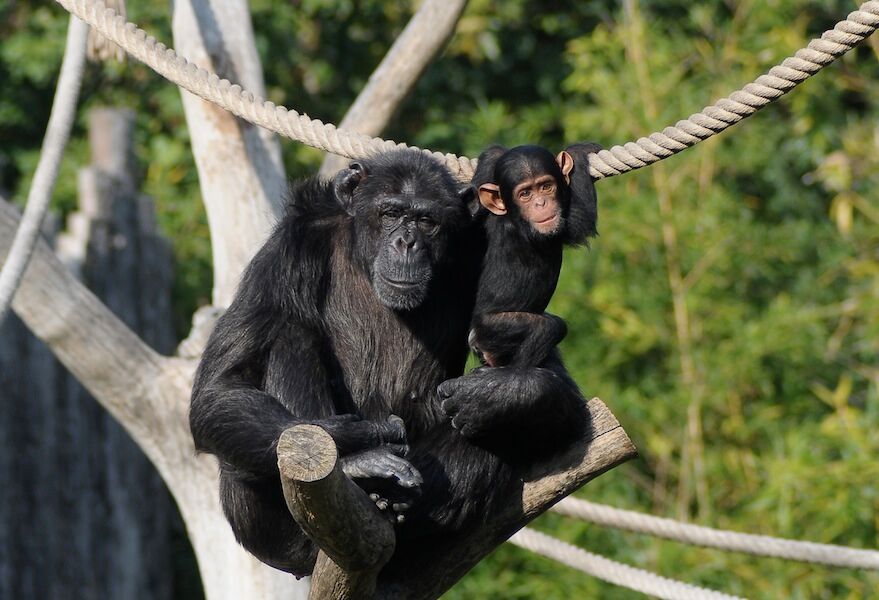 scimpanze-parco-natura-viva-convegno-ricerca-verona.jpeg