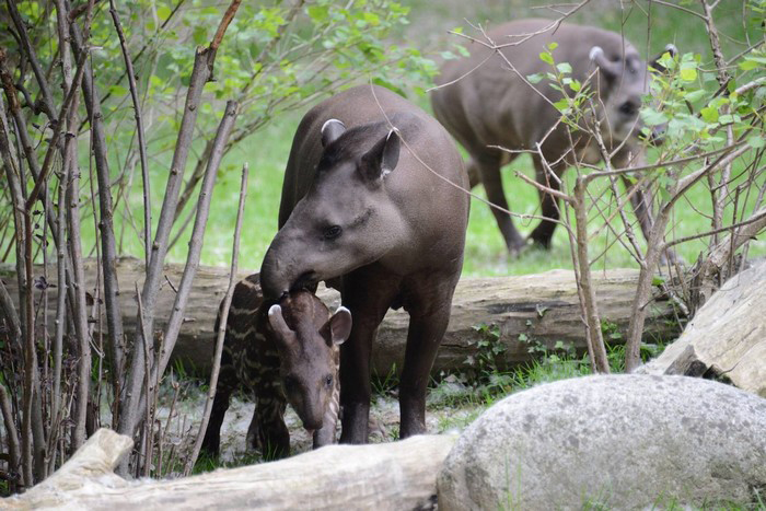tapiro-29042019-6.jpg