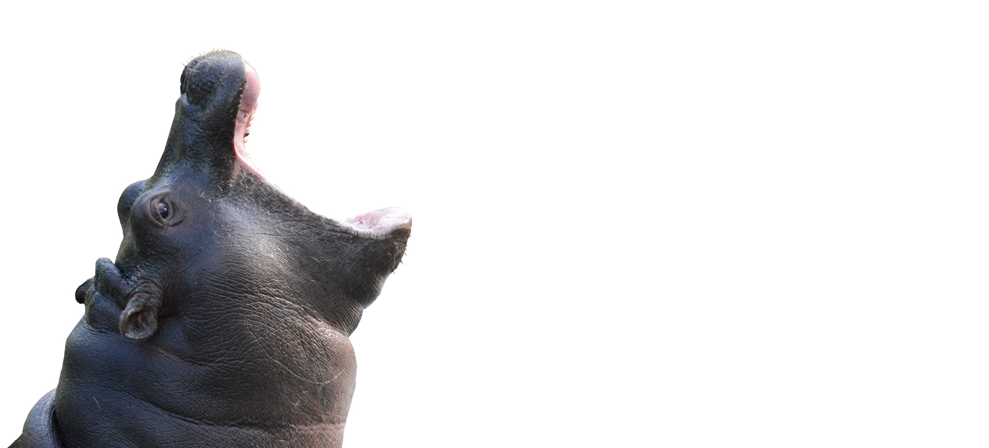 2015-otto-apr30-ippopotamo-06-cucciolo-shombai-scontorno-attenti-alla-schiena.jpg