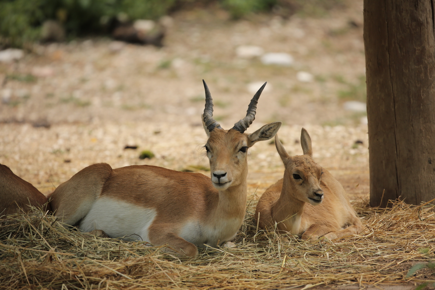 Antilope cervicapra