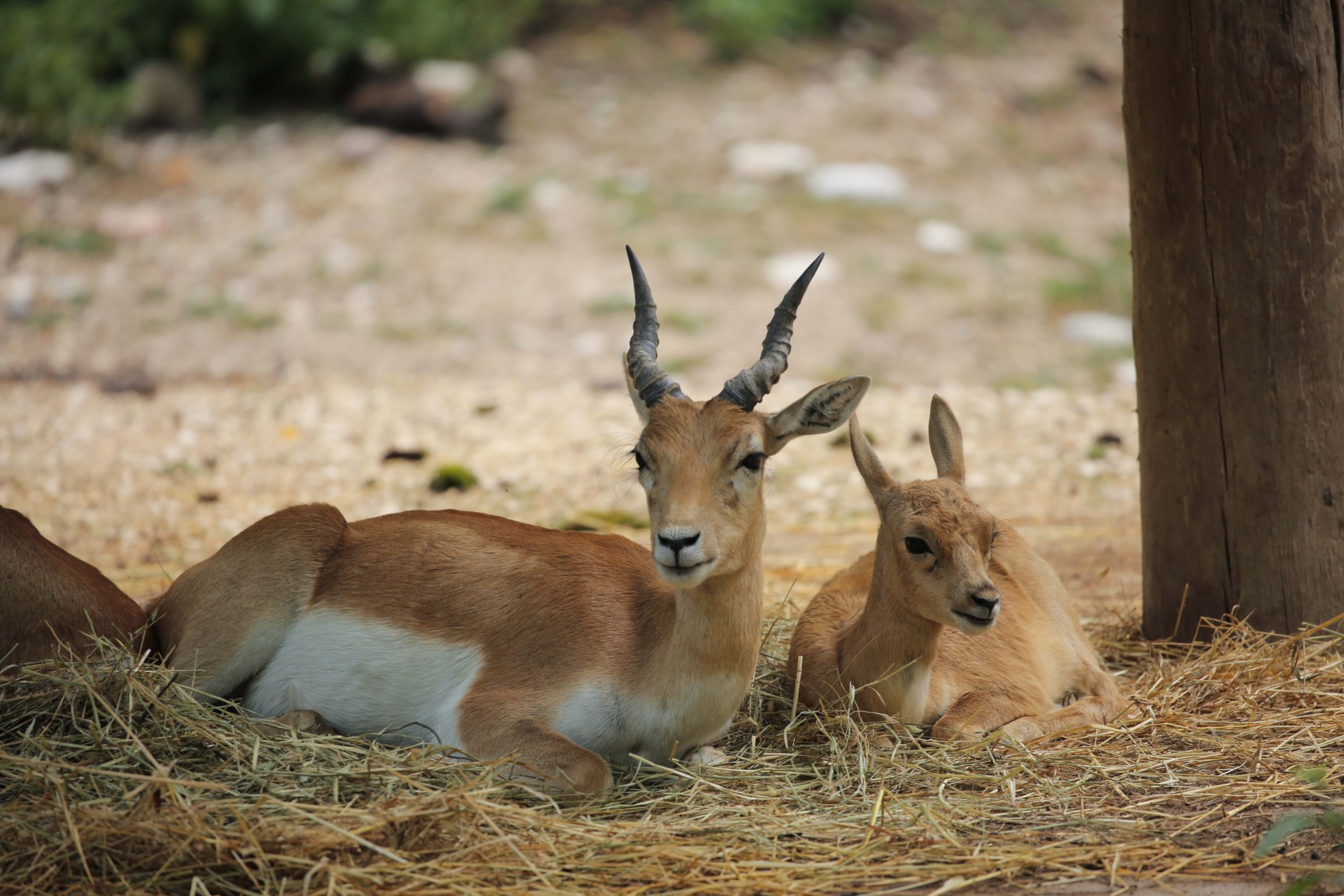 2018-otto-lug16-antilope-cervicapra-1-cucciolo-zz-2.jpg