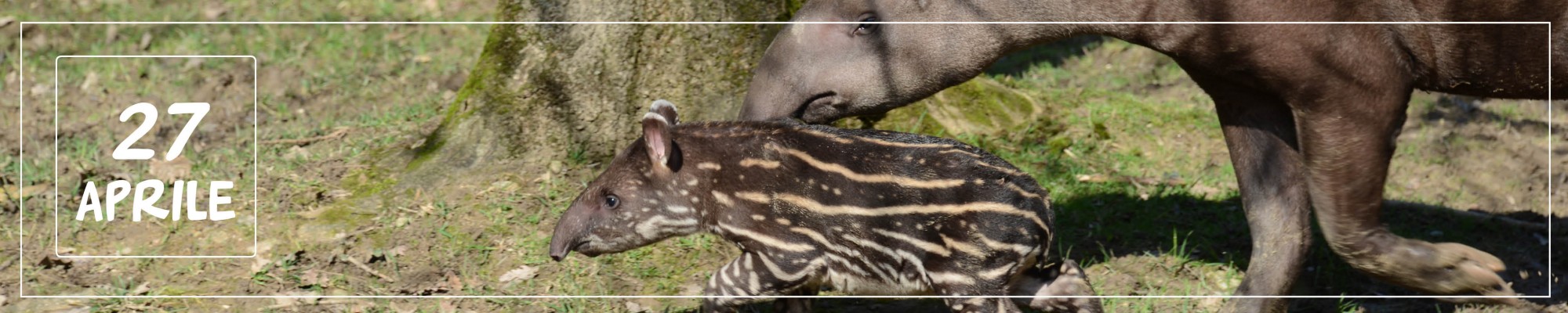27-apr-tapiro.jpg
