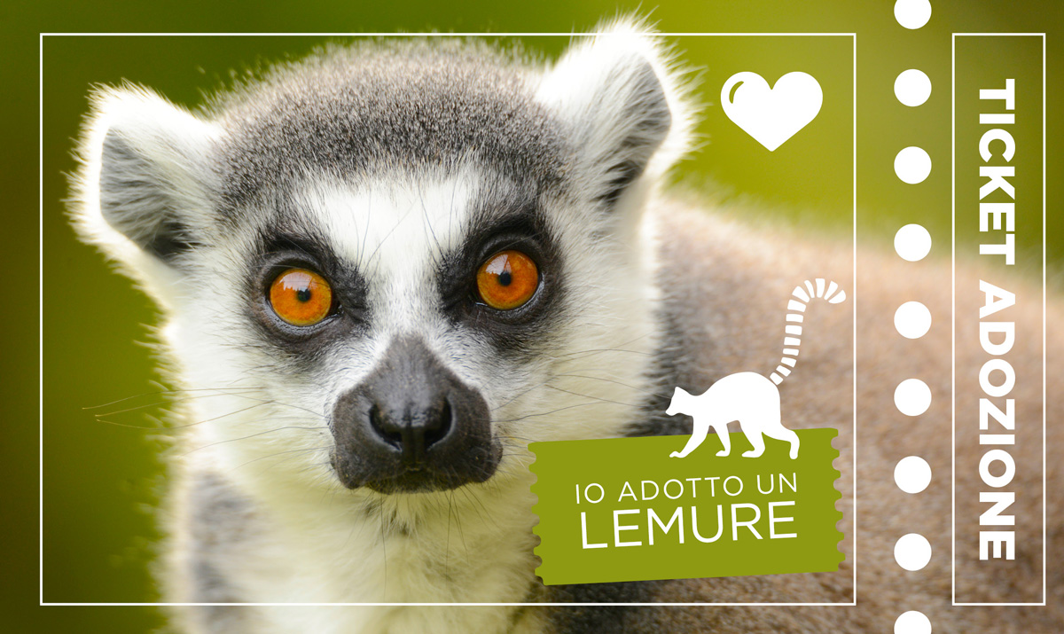 adozione-lemure-catta.