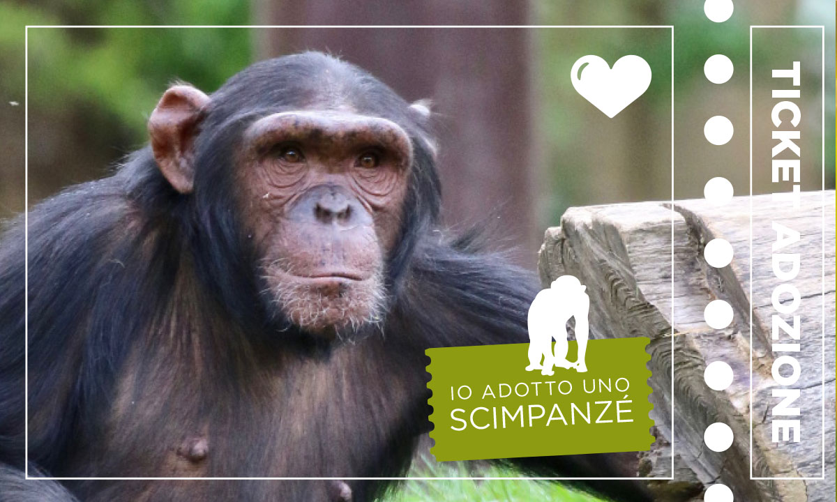 adozione-scimpanze.jpg