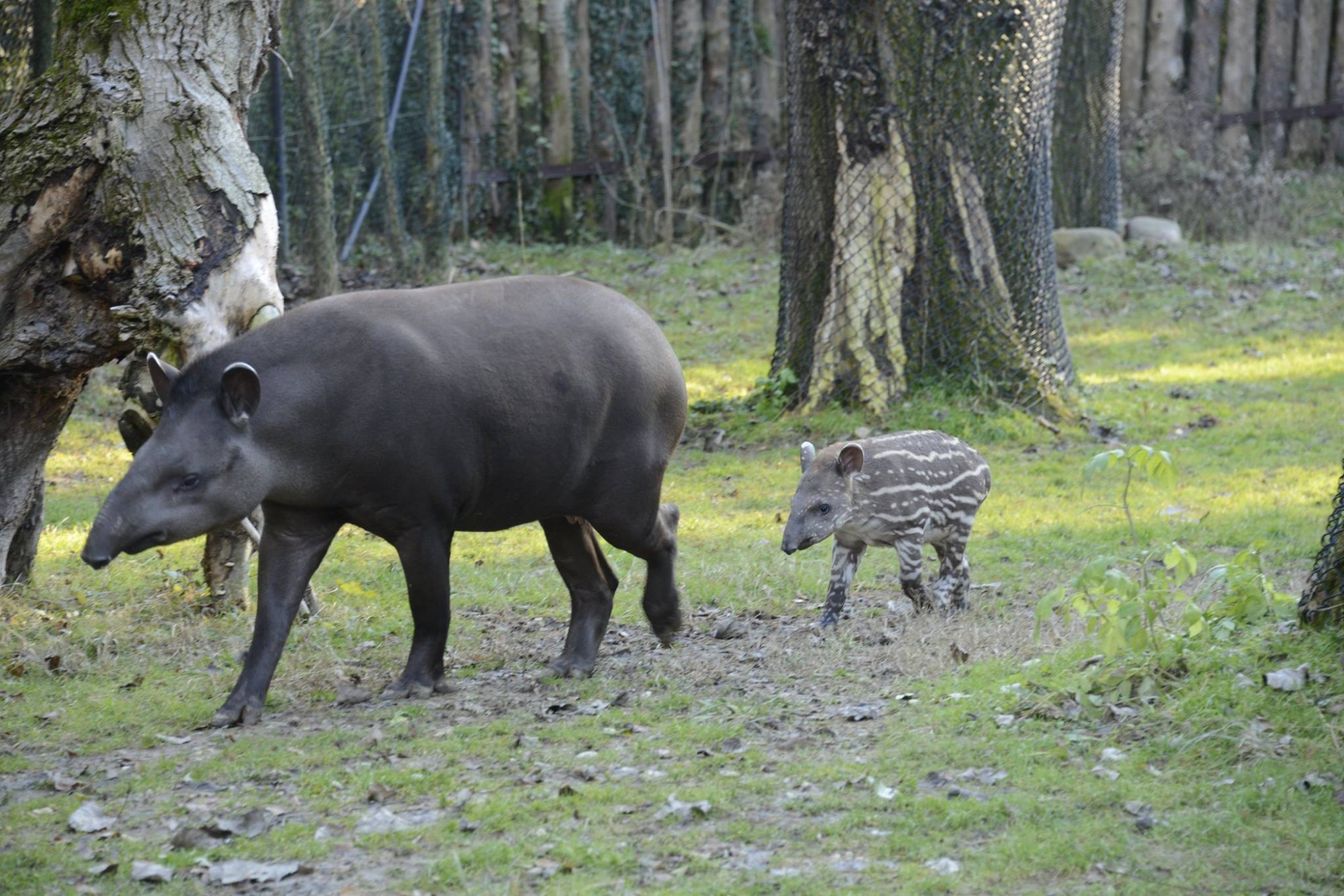 alba-tapiro-cucciolo-10.jpg