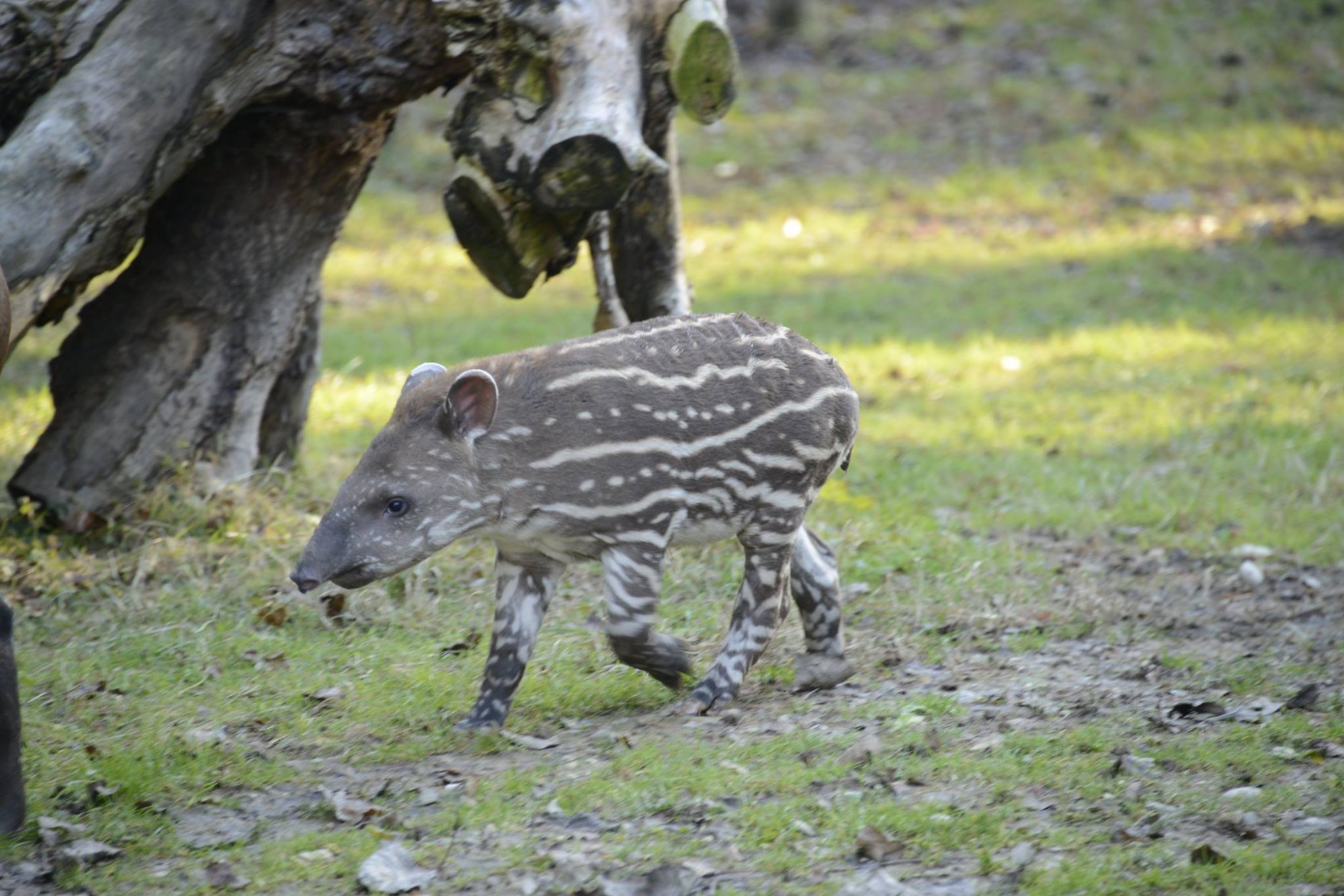 alba-tapiro-cucciolo-6.jpg