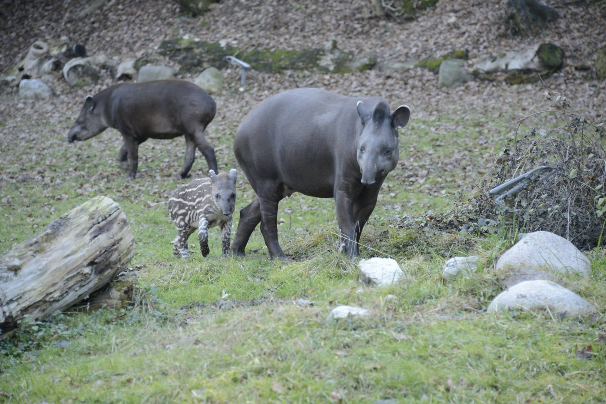alba-tapiro-cucciolo-8.jpg