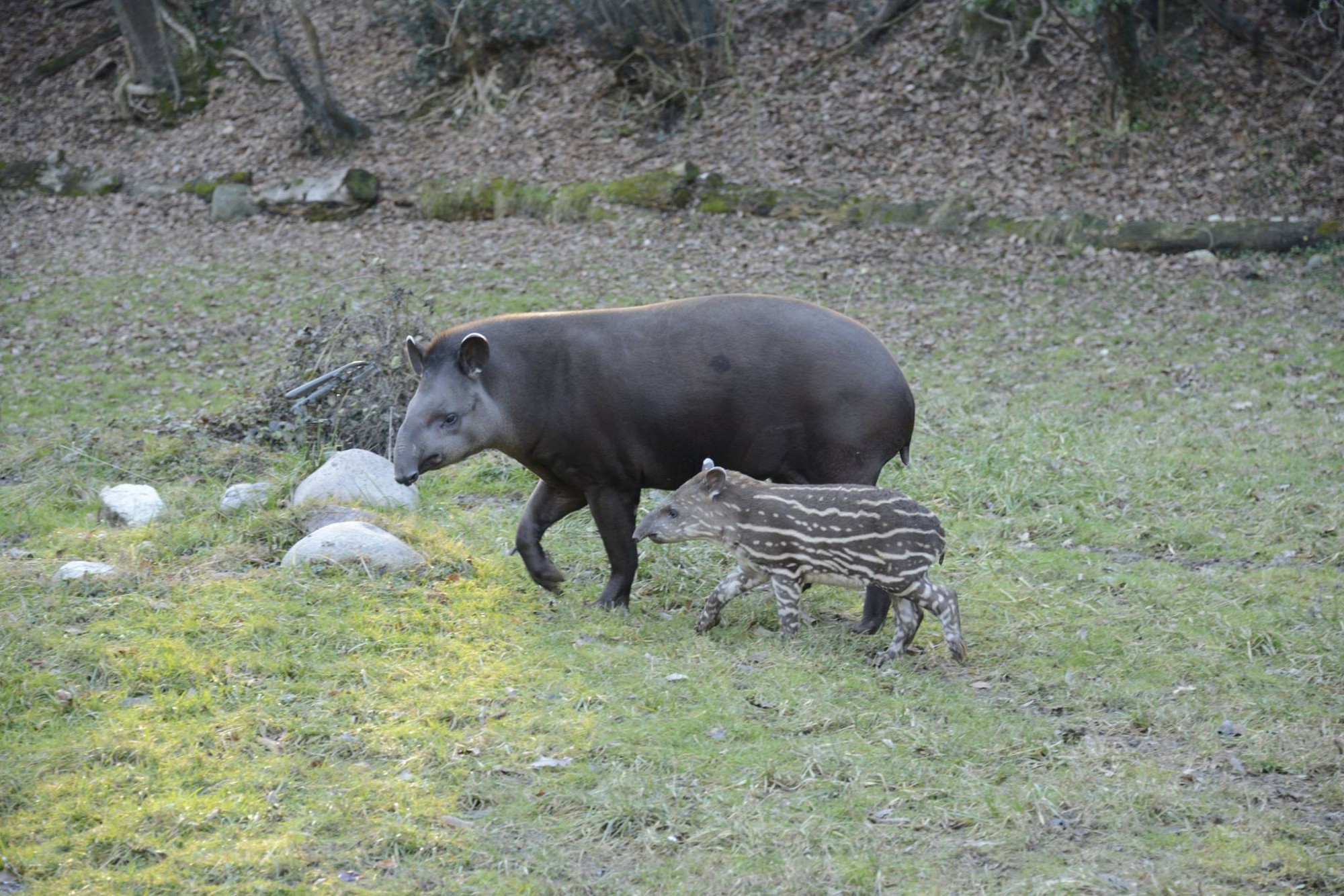 alba-tapiro-cucciolo-9.jpg