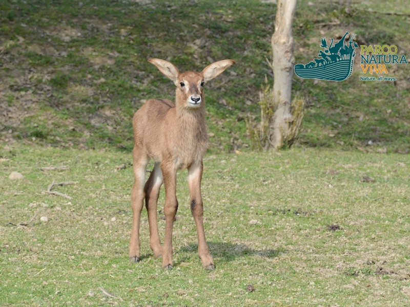 Antilope Roana
