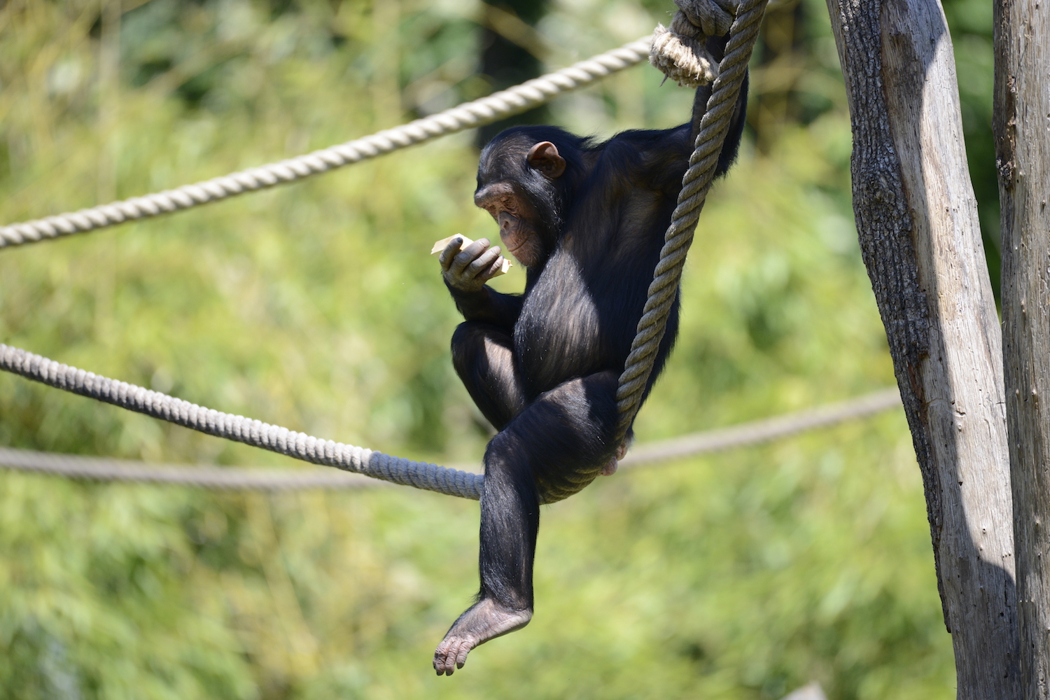 arricchimento-manipolativo-scimpanze.jpg