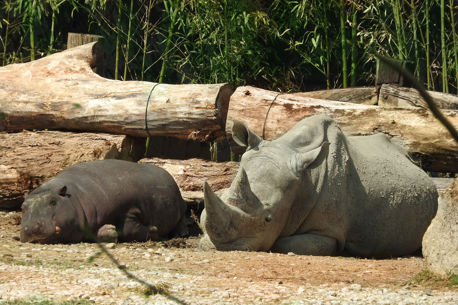 arricchimento-sociale-rinoceronte.jpg