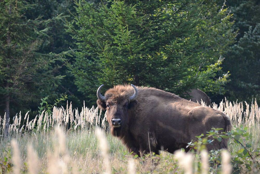 bisonte-europeo-monti-tarcu-carpazi-meridionali-alexandru-bulacu.jpg