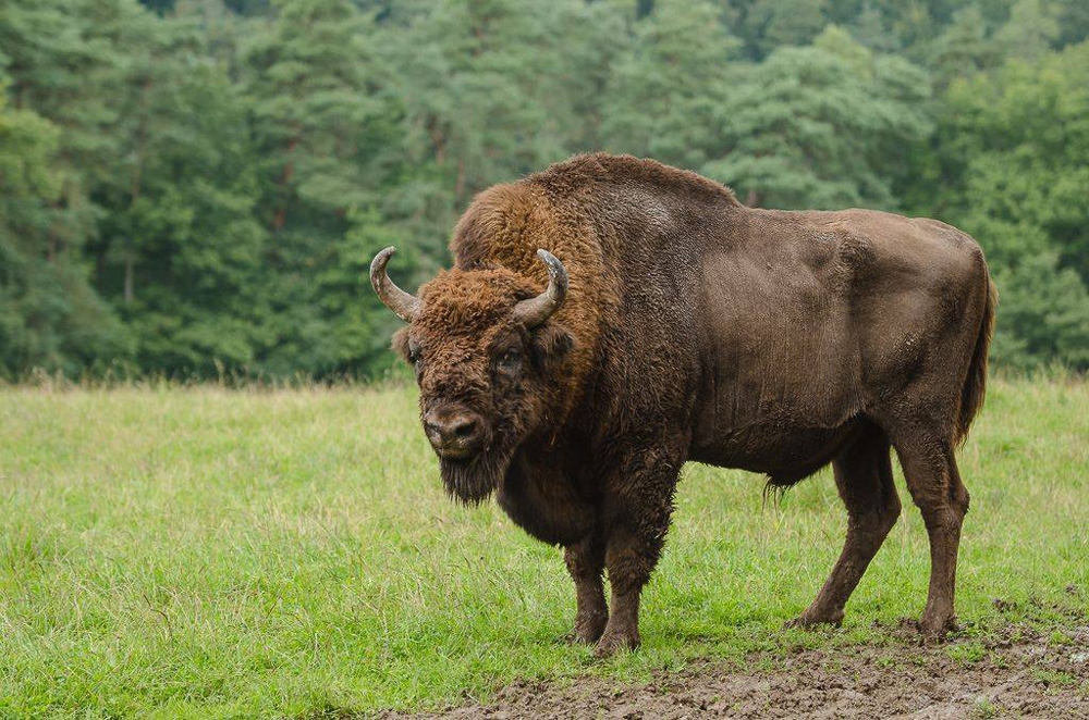 bisonte-europeo-monti-tarcu-carpazi-meridionali-rewilding-europe.jpg