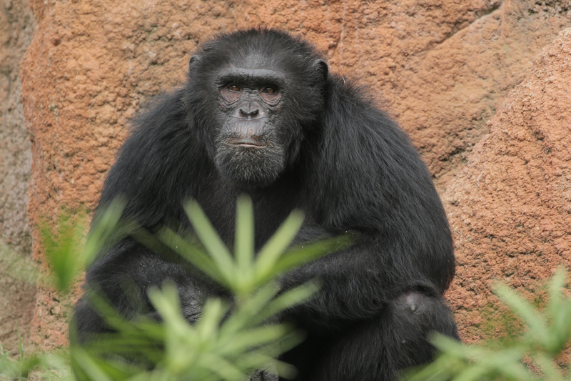 davidino-chimpanzee-day.jpg