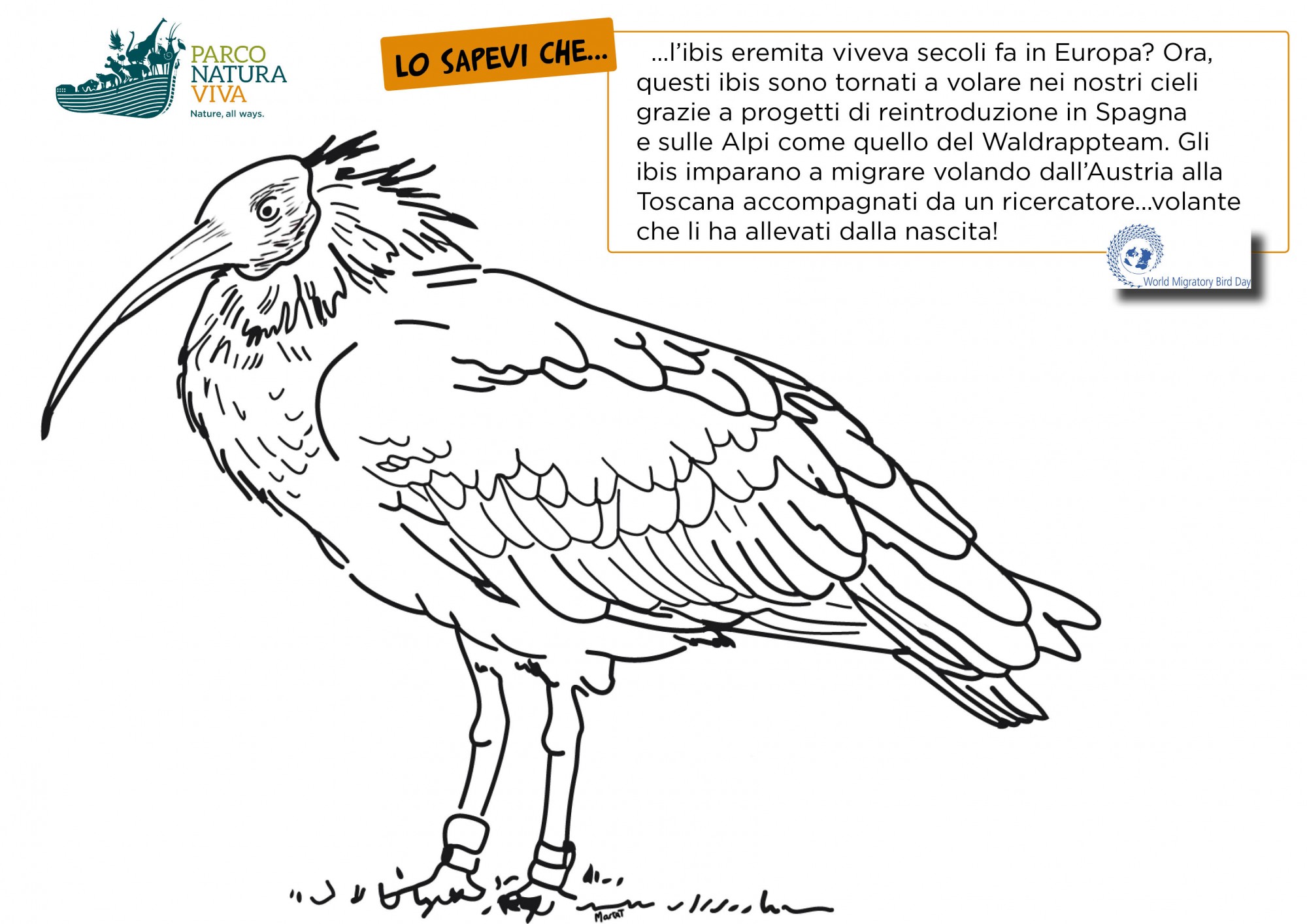 disegno-ibis-eremita.jpg