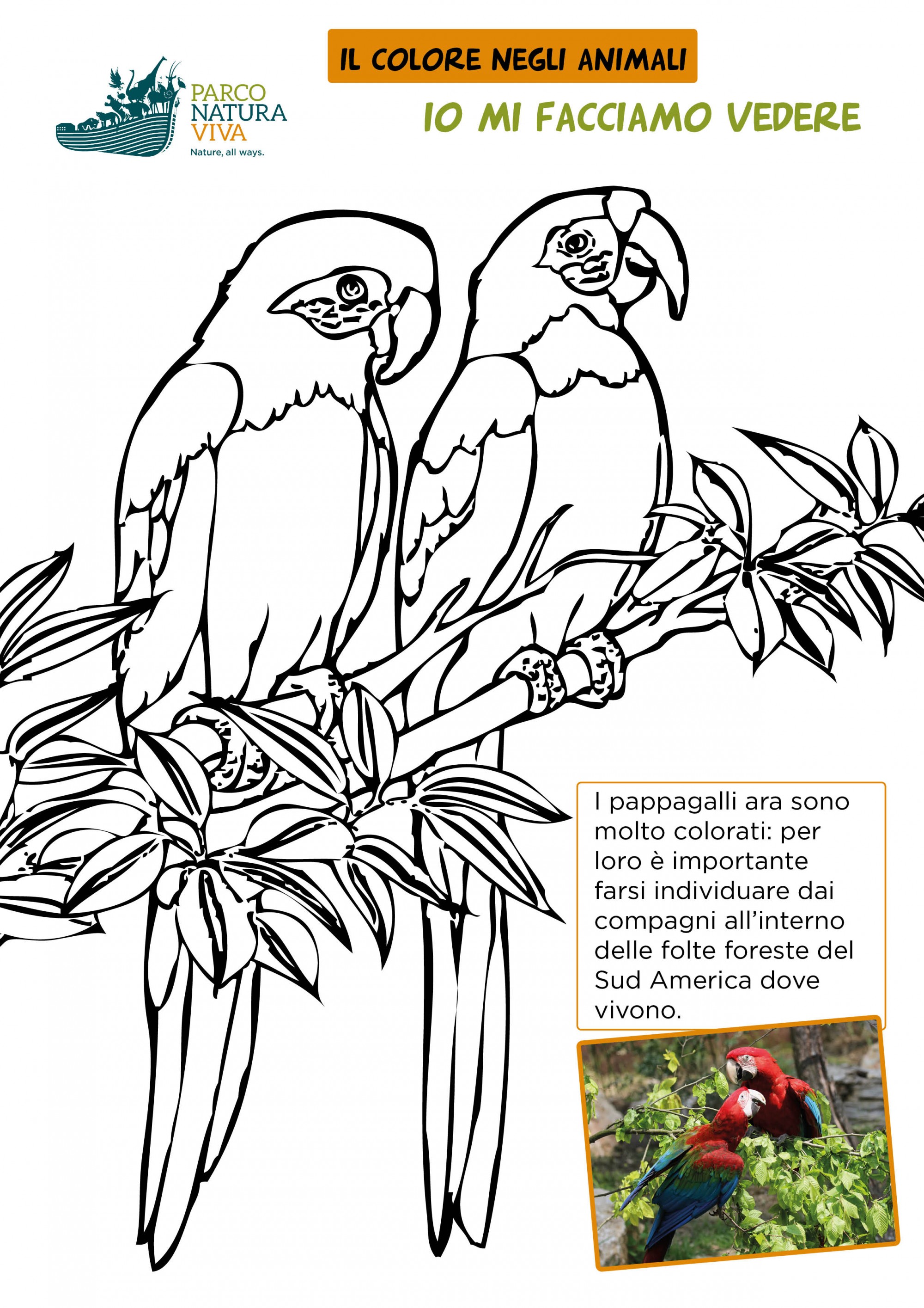 disegno-pappagalli-ara.jpg
