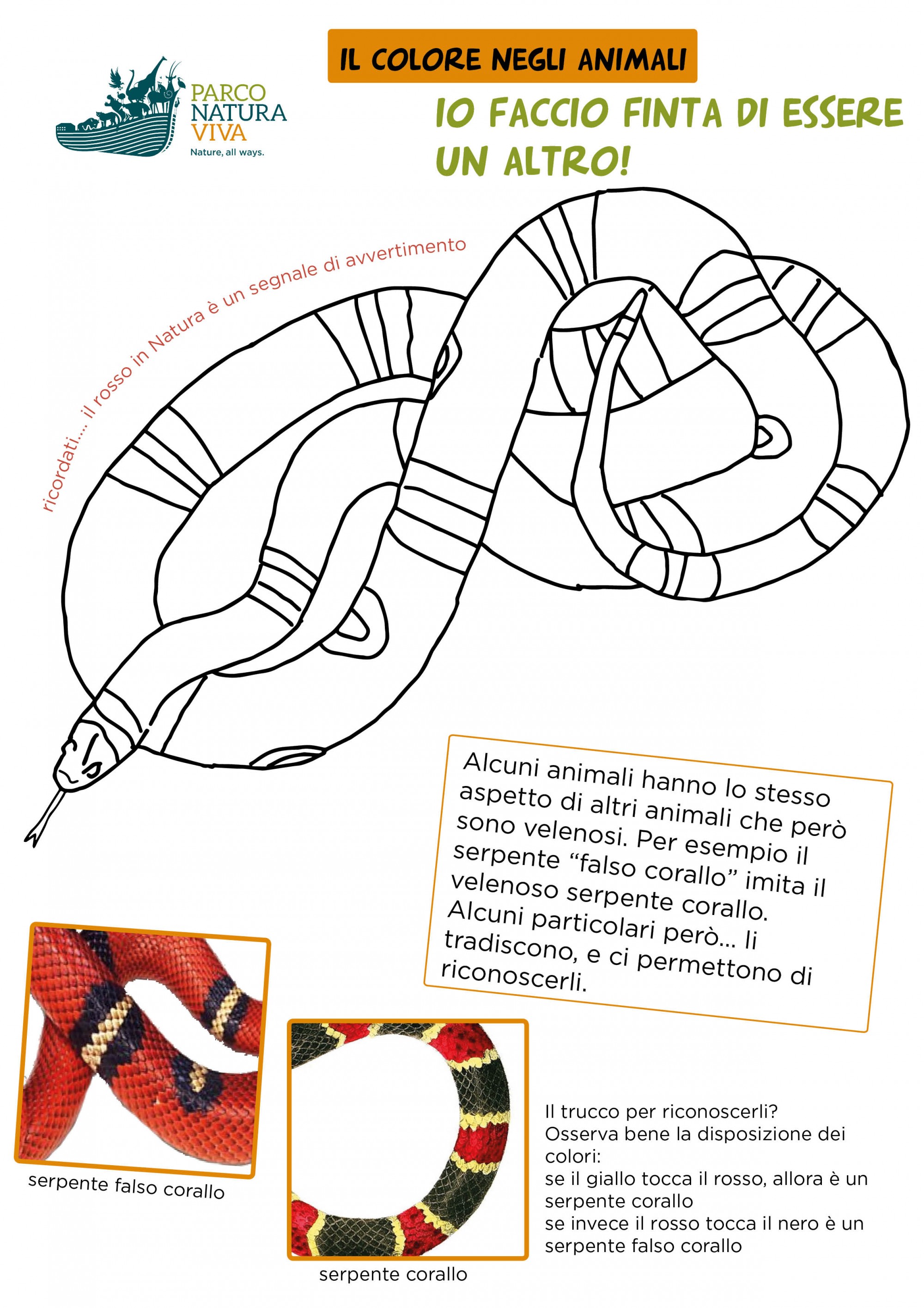 disegno-serpente-corallo.jpg