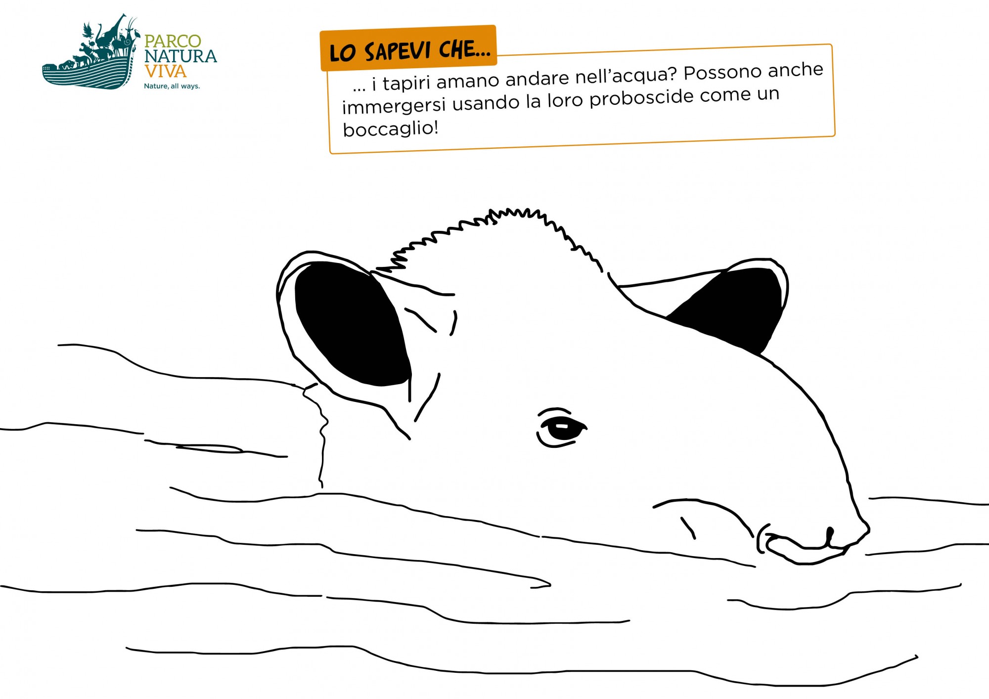 disegno-tapiro-acqua.jpg