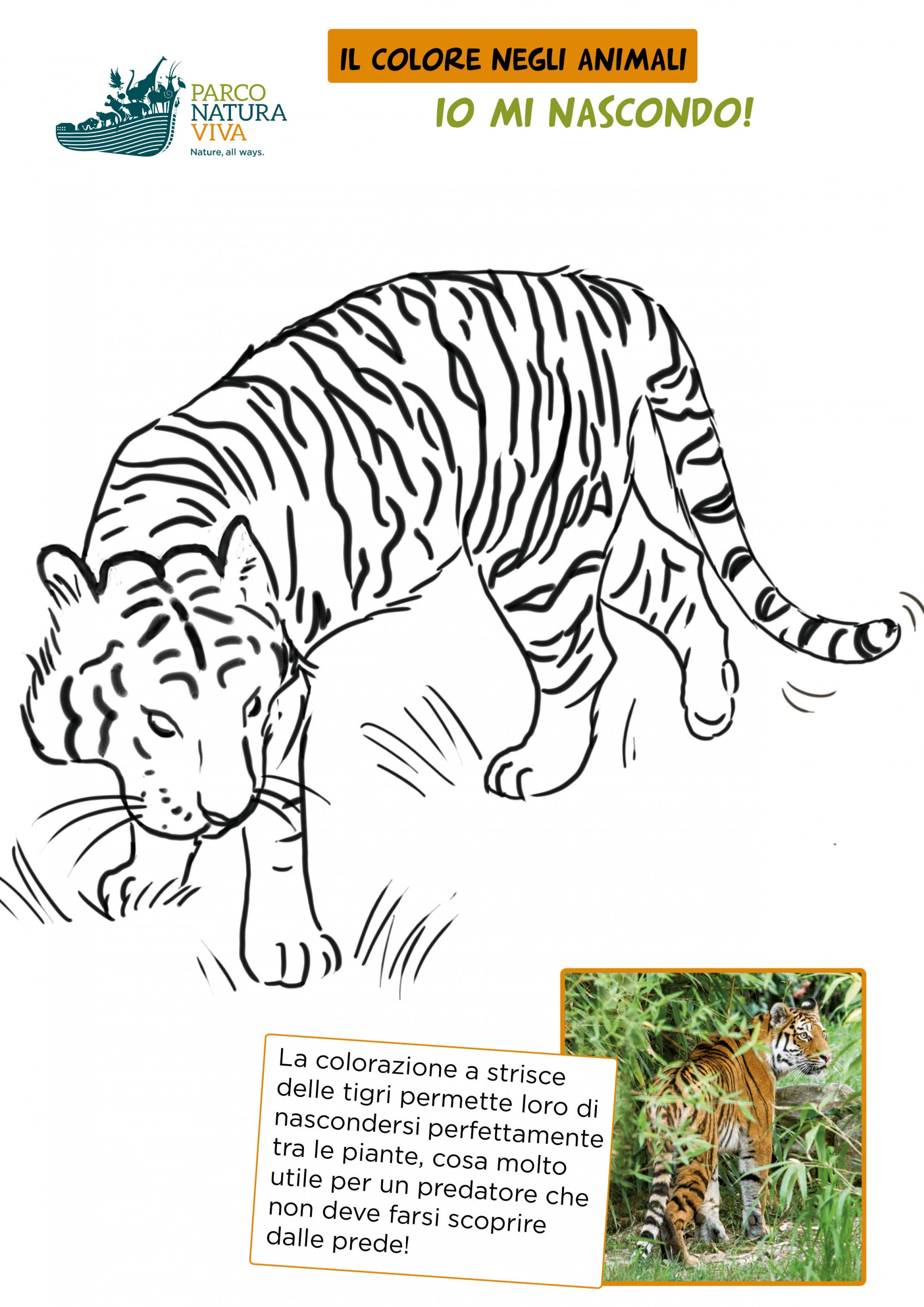 disegno-tigre-colori.jpg