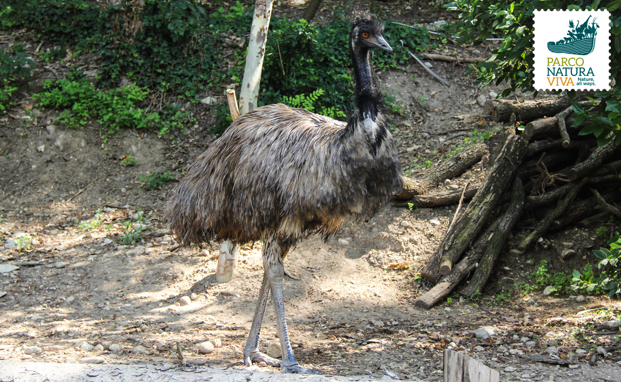Emu Parco Natura Viva
