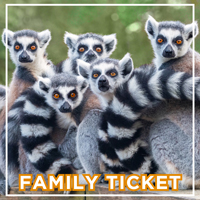 family-ticket-2024.jpg
