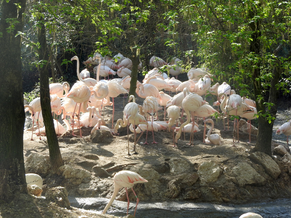 flamingo-7423-2.jpg