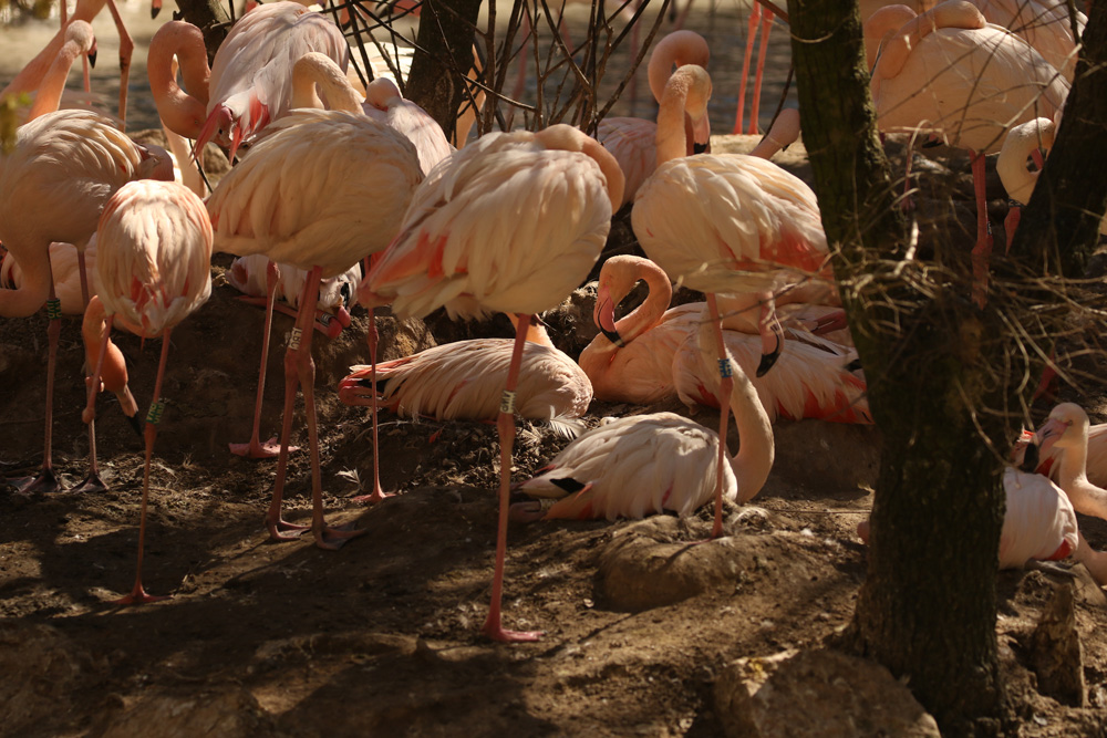 flamingo-7423-3.jpg