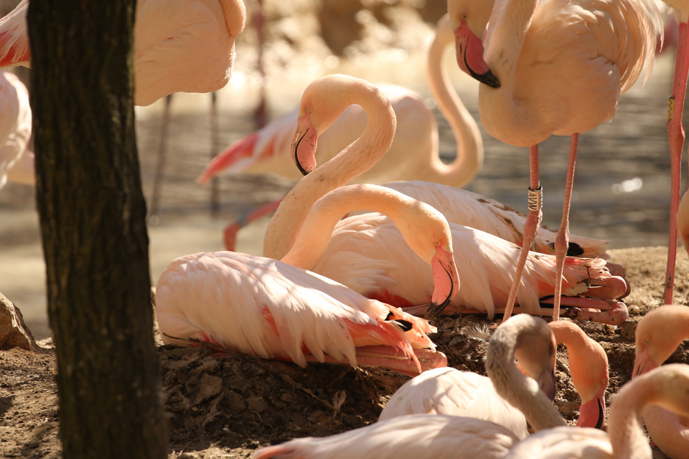 flamingo-7423-4.jpg