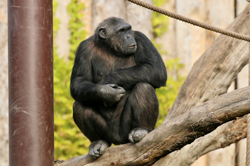 giorgina-chimpanzee-day.jpg